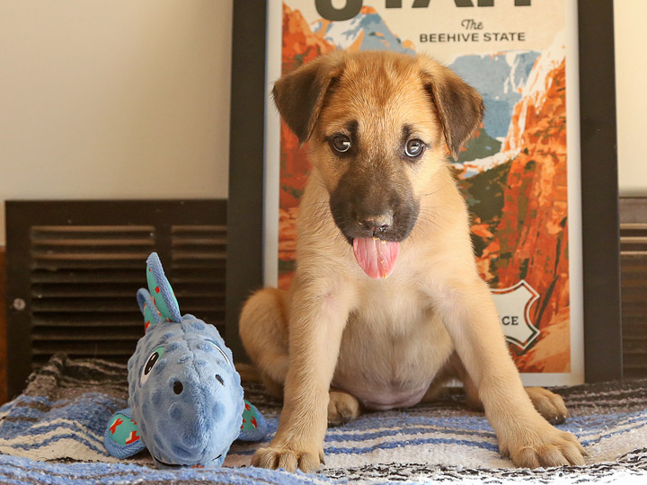 chinook puppy